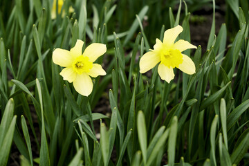 yellow daffodil flowers in the garden in spring