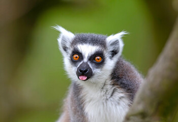 Lemur Catta (Maki) in nature - obrazy, fototapety, plakaty