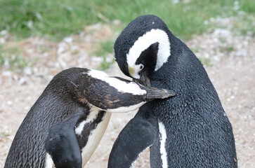 African penguin cleaning each others feathers