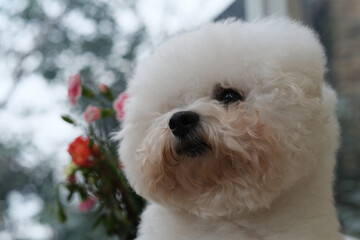 close up one Bichon Frise dog with flowers and bokeh, low angle view