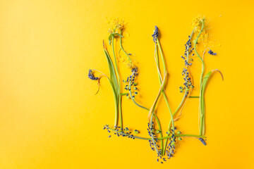 State coat of arms of Ukraine, trident made from herbal and dry flowers. Yellow background. Symbol...