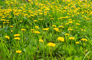 Meadow with green grass and yellow dandelion flowers