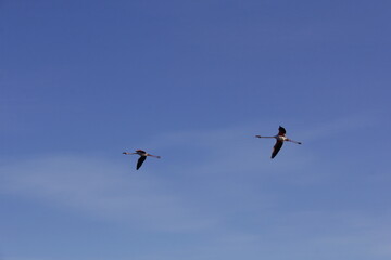 vol de flamants