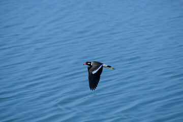 bird flying over blue water