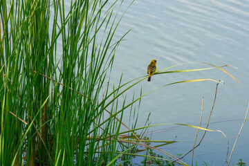 yellow sparrow perched on a reed