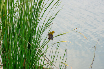 yellow sparrow perched on a reed