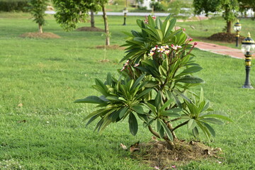 a frangipani tree on a green lawn