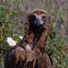 Cinereous Vulture (Aegypius monachus)