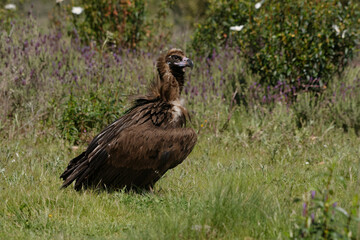 Cinereous Vulture (Aegypius monachus)
