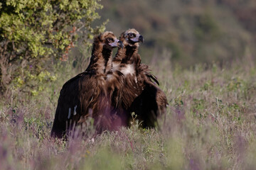 Cinereous Vulture (Aegypius monachus)