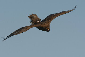 Cinereous Vulture (Aegypius monachus)
