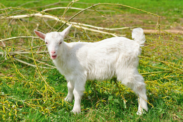 Portrait little goat in full growth standing on the green grass of the meadow