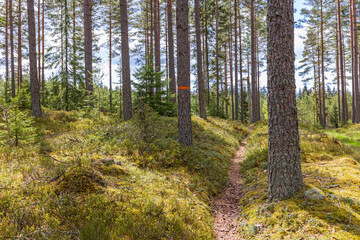 Hiking path in a sunny forest