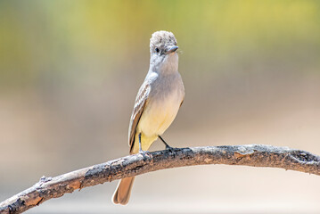Ash-throated flycatcher (Myiarchus cinerascens) 