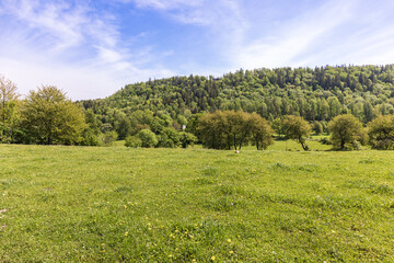 Grass meadow in a beautiful summer landscape