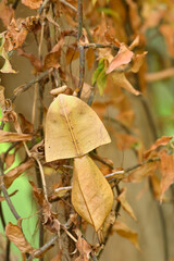 Dead leaf mantis insect showing its camouflage
