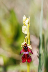 Close up at an Fly orchid on a sunny meadow
