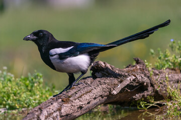 Eurasian magpie - Pica pica - perched with green background. Photo from Kisújszállás in Hungary.