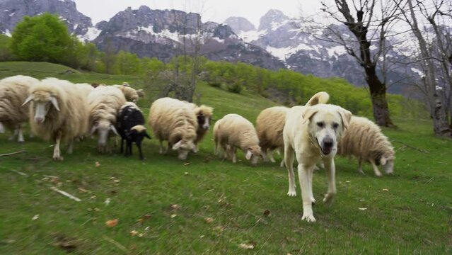 Shepperd dog leading sheep on green meadow, Alpine mountains covered in snow