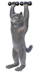 Gray anthropomorphic cat holding two dumbbells overhead. 3d render isolated on white