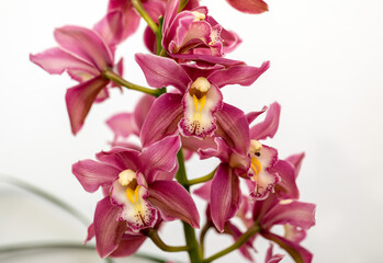 Naklejka na ściany i meble Close up of beauty colorful orchid flower