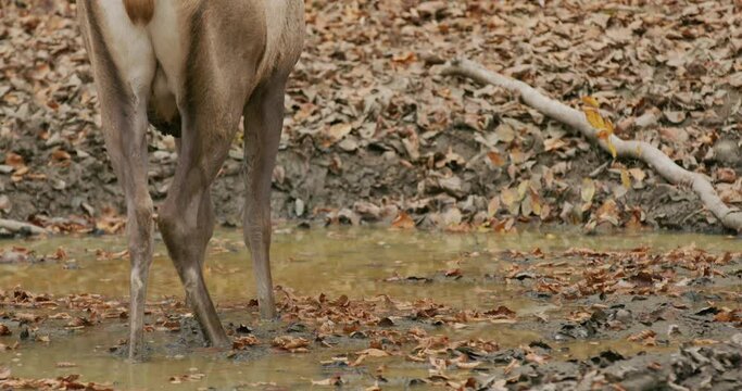 A red deer (Cervus elaphus) in a puddle and then walks slowly through the autumn forest