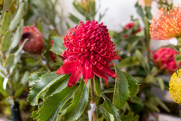 Bright inflorescence of the Waratah, Telopea speciosissima, an evergreen shrub from South Eastern...