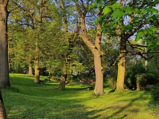 Fototapeta na wymiar Dębowy park na wiosnę