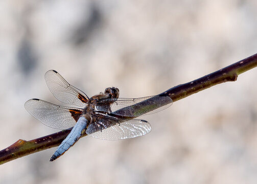 Der Plattbauch (Libellula depressa)
