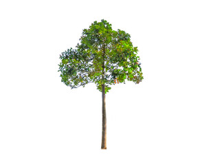 Beautiful shape of green tree isolated on white background.