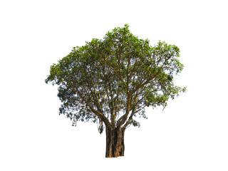 Obraz premium Beautiful shape of green tree isolated on white background.