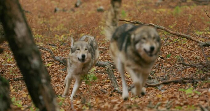 Gray wolves (Canis Lupus) running in the autumn forest
