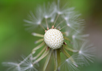 タンポポの綿毛