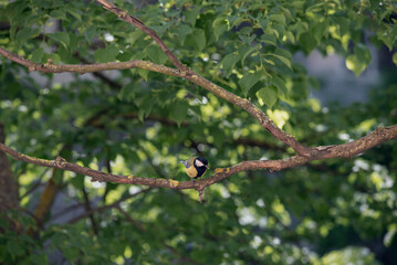 Spring and birds are active.
Close-up of a nimble bird.Titmouse loves sunflower seeds.
