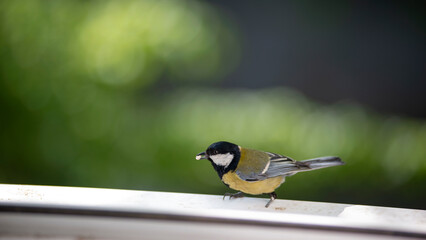 Spring and birds are active.
Close-up of a nimble bird.Titmouse loves sunflower seeds.
