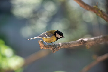 Spring and birds are active.
A titmouse on a branch waiting for a treat.Close-up of a nimble bird.
