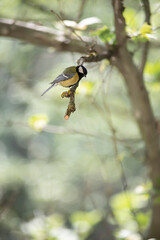 Spring and birds are active.
A titmouse on a branch waiting for a treat.Close-up of a nimble bird.
