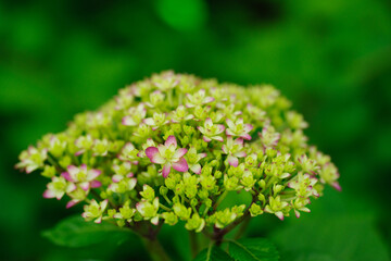 5月上旬にアジサイが咲き始めた