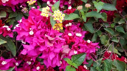 pink flowers in the garden