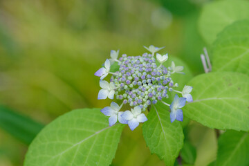 ガクアジサイの花が咲き出した5月の初旬