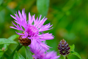 A beautiful cornflower blooms in a meadow in spring or summer. Nature background. Wild flower.