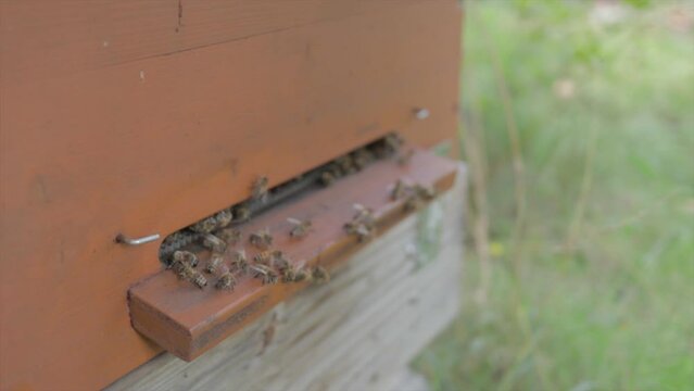 Bee queen show up from beehive entrance. Apiculture scene of domestic animals.