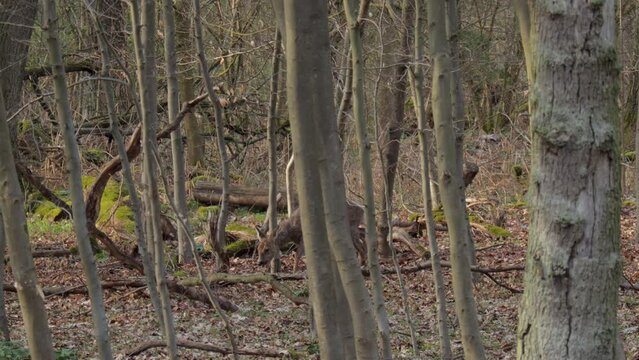 Female deen in forest, peaceful scenery of European nature. Wild animal in woods.