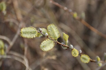 branches in spring
