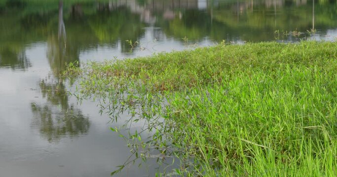 This is anon polluted river with green  grass