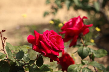 artistic composition of a romantic garden with red roses with selective focus