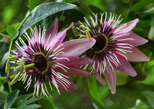 Beautiful Passion Flower - passiflora showing ist delicate Details growing on a vine in the tropical garden.	