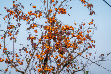 Leafless persimmon tree in autumn