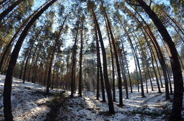 Snow-covered plants in the winter forest. Frosty day in a pine forest