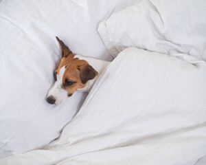 Obraz premium Jack Russell Terrier dog lies in bed under the covers. The pet sleeps in the bedroom.